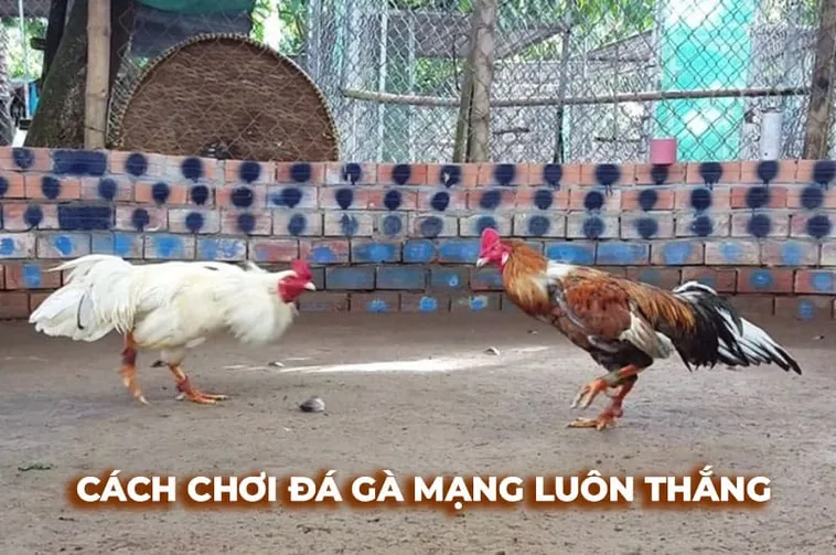 Cách Chơi Đá Gà Sabong Tại 33Win Thắng Lớn Dễ Dàng Hơn Bao Giờ
